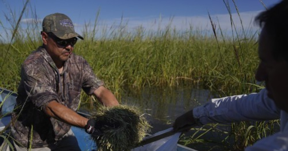 Native Americans Wild Rice Harvest