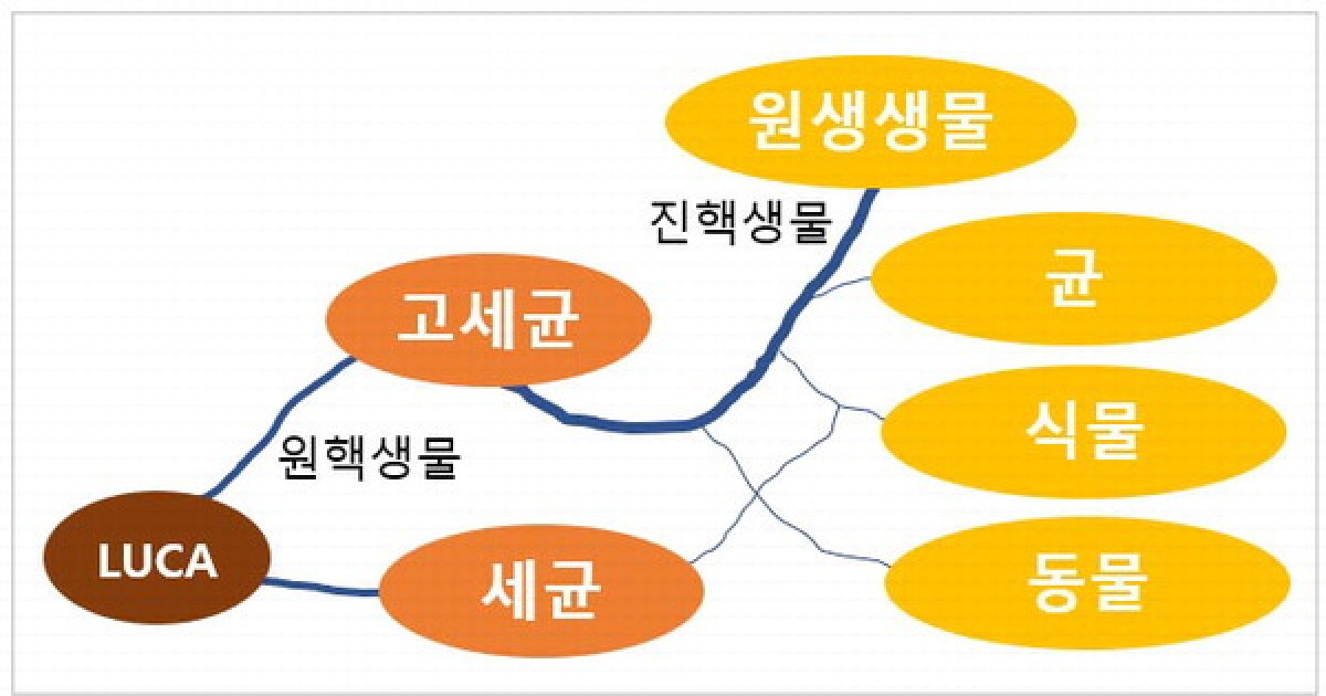 고세균 구조