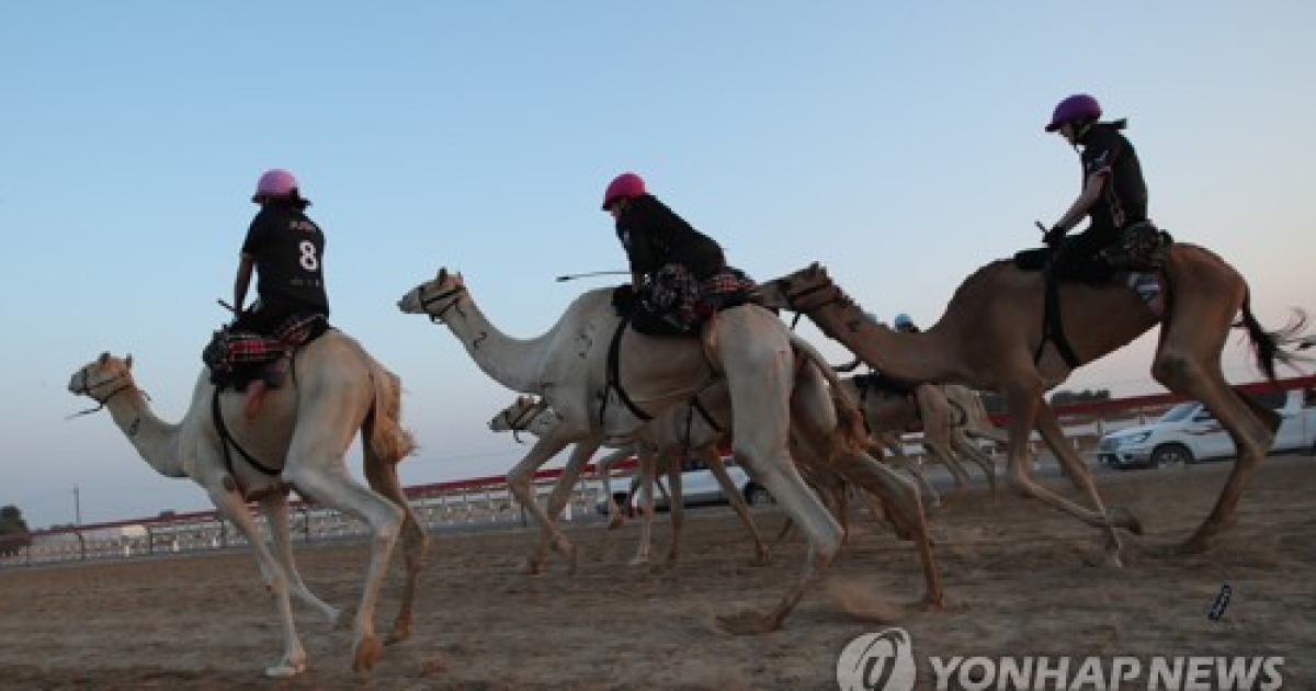 UAE CAMEL RIDING SERIES C1 CHAMPIONSHIP FEMALE