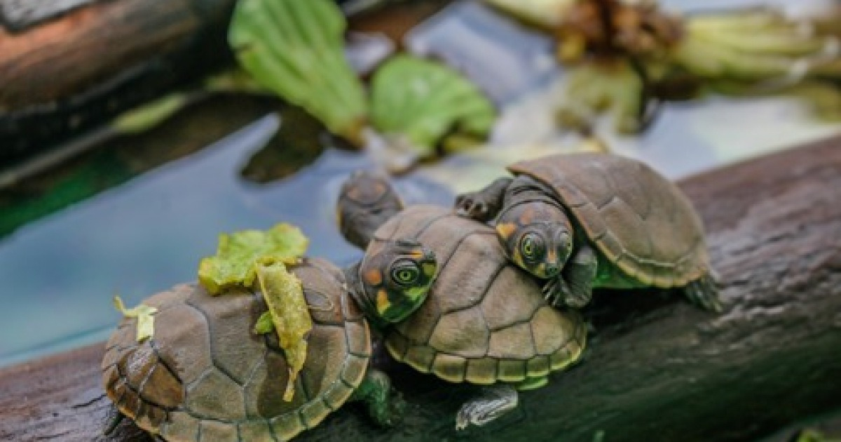 PERU ANIMALS