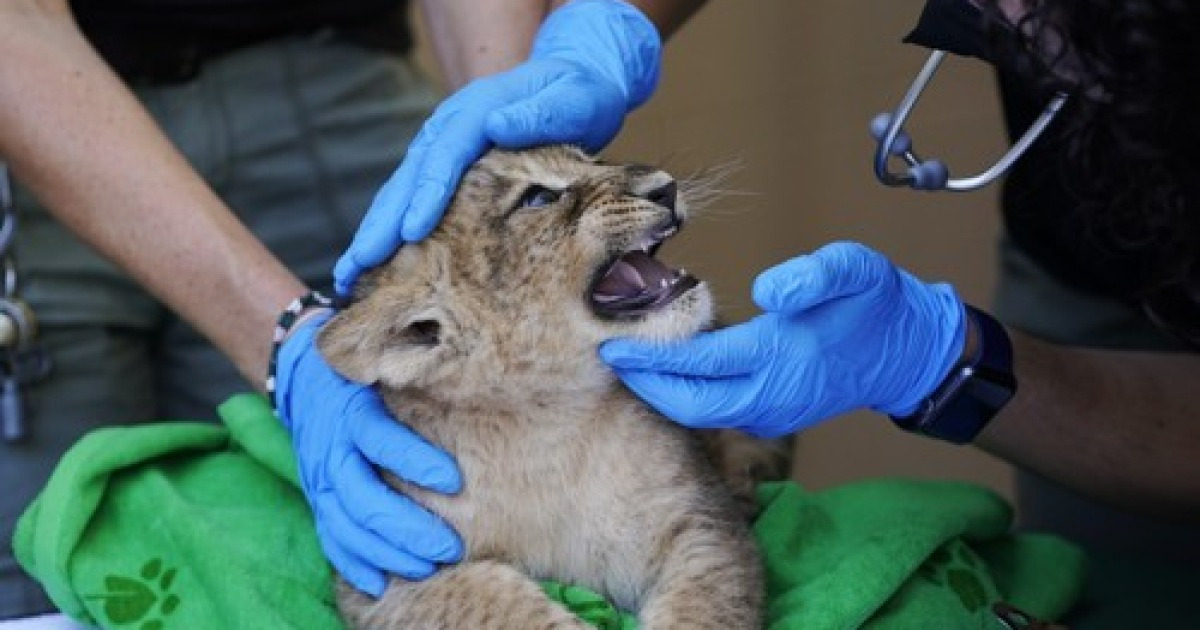 lion-cubs-oklahoma