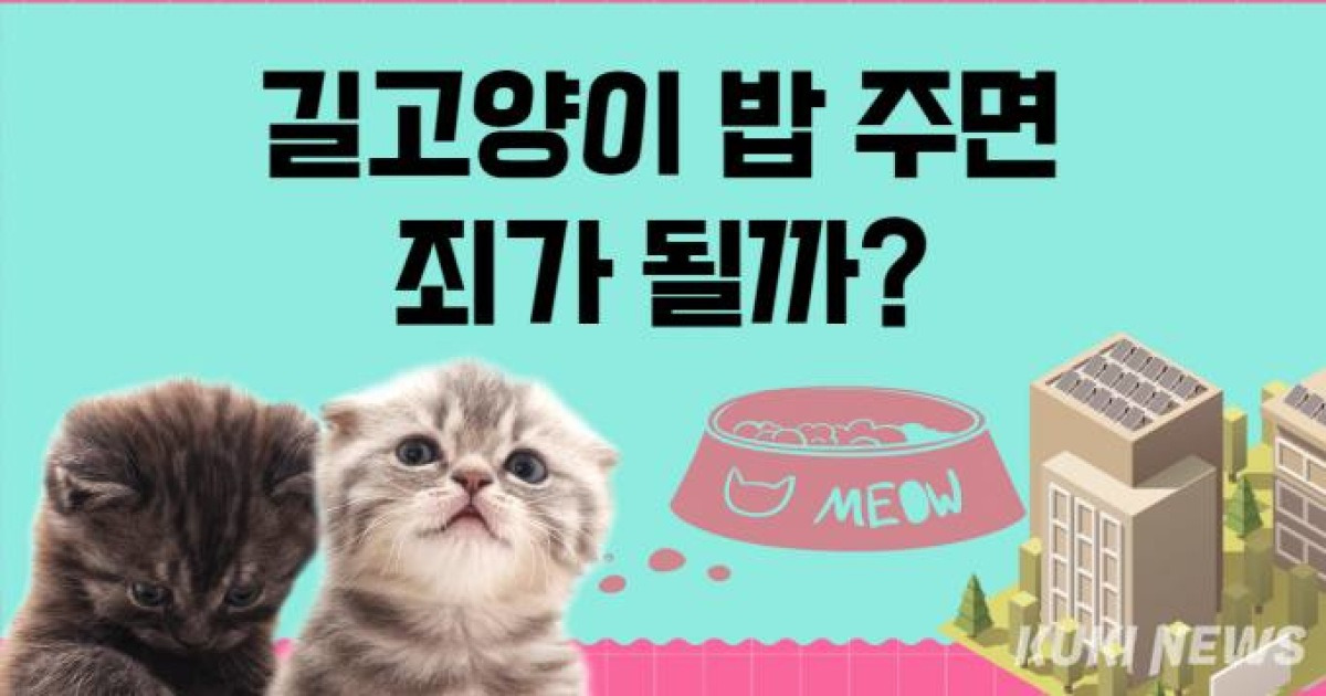 길고양이 밥 주는 캣맘·캣대디, 죄가 되나요? [쿡룰]