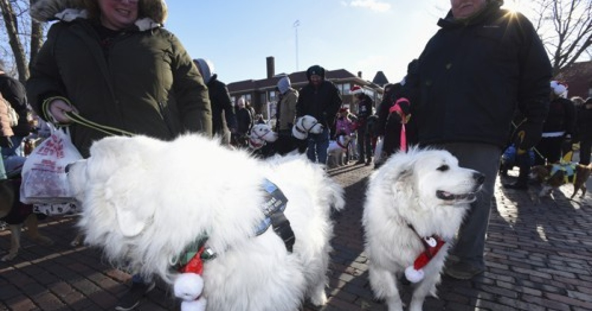 Reindog Parade