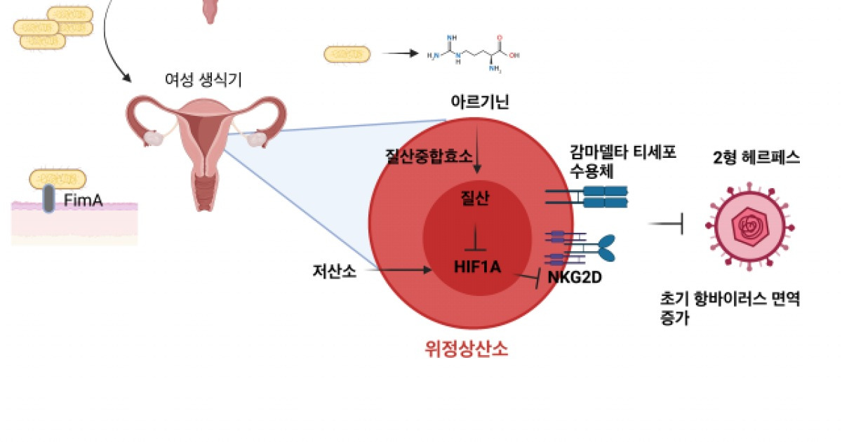 비만 여성이 성병 '헤르페스' 저항력 높다