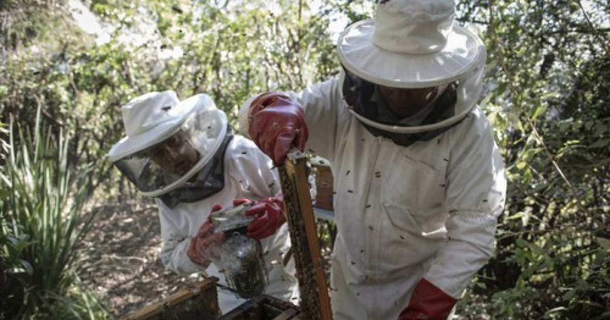 epaselect SOUTH AFRICA PHOTO SET BEEKEEPING