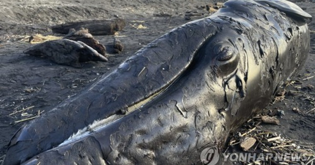 Third Dead Whale Oregon Coast