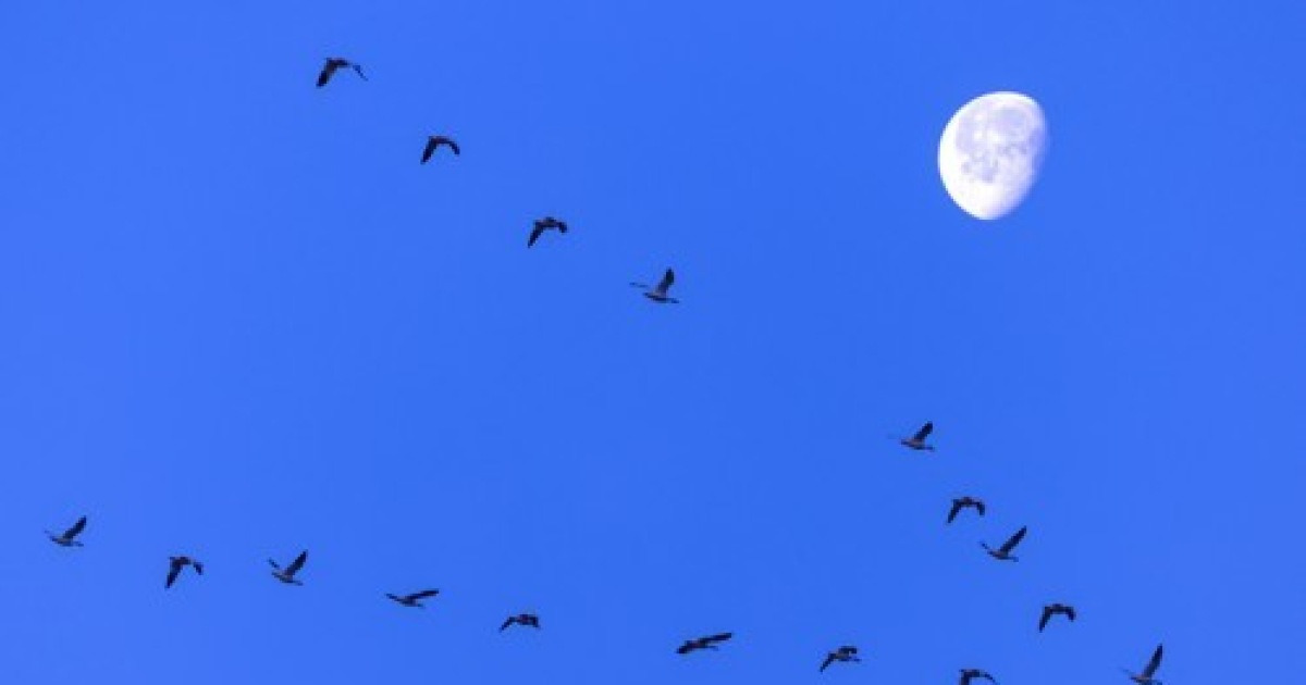 USA AVIAN FLU SNOW GEESE