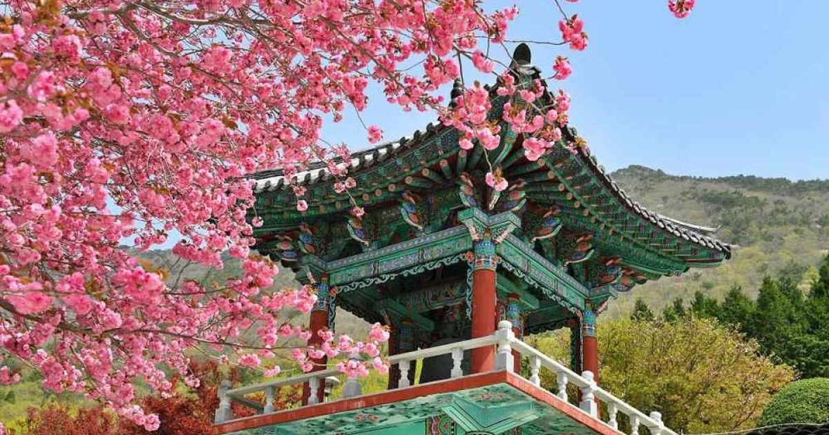사천9경 '용두공원과 청룡사 겹벚꽃' 구경하며 사천 봄여행!