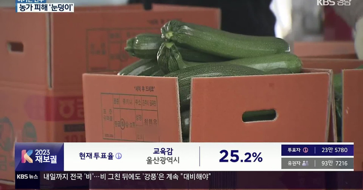[여기는 진주] 주키니 호박 출하 재개…가격 '반토막'