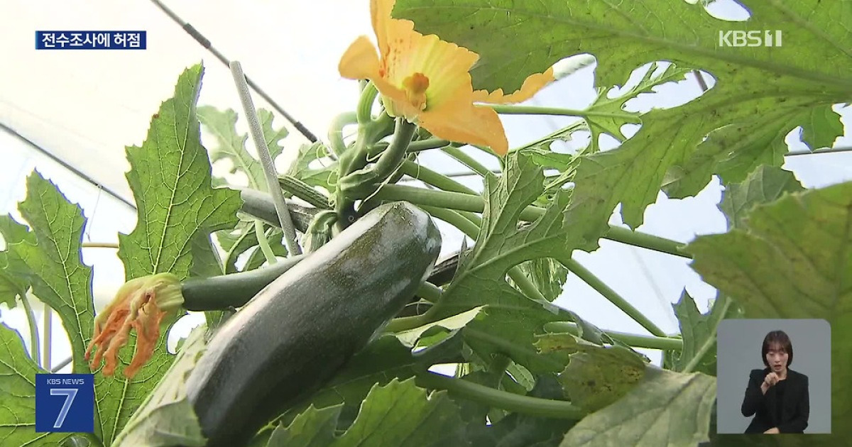 미승인 Gmo 주키니호박 추가검출…