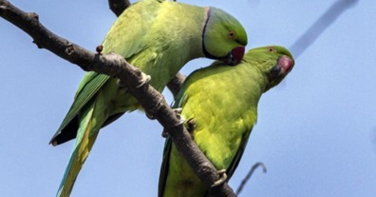 NEPAL NATURE PARROTS