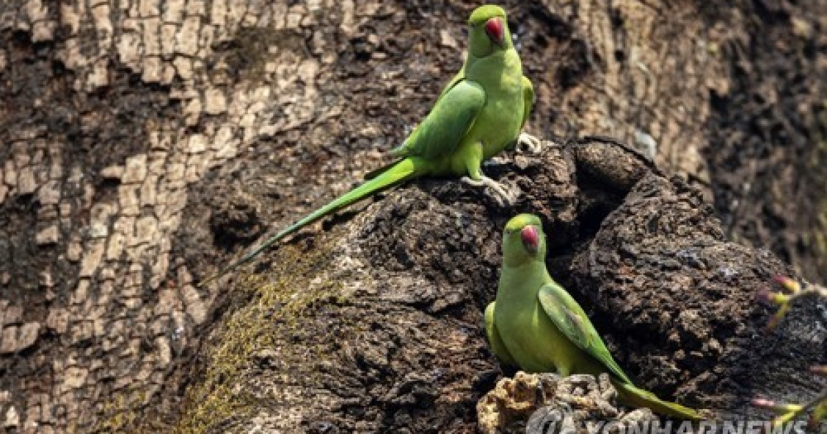 NEPAL NATURE PARROTS
