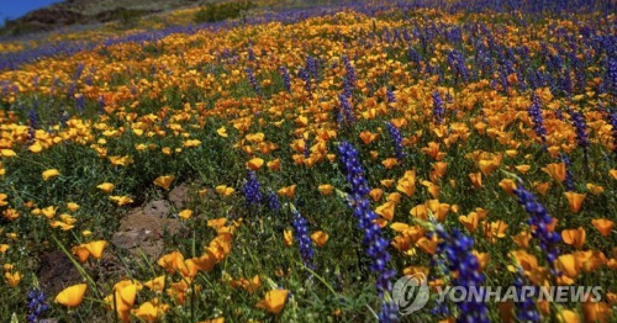 Super Bloom Arizona