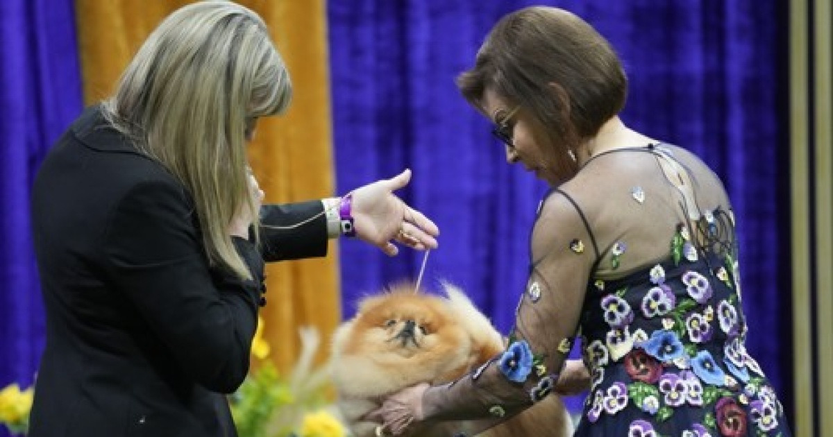 Westminster Dog Show