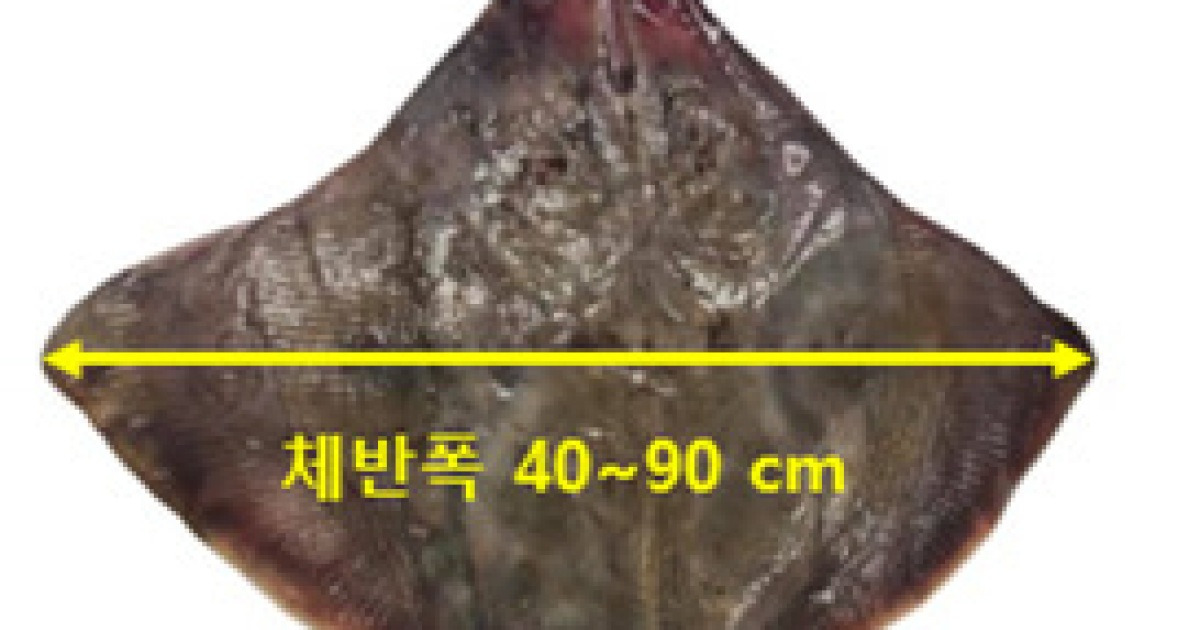 “흑산도 홍어와 간재미 구분하세요”
