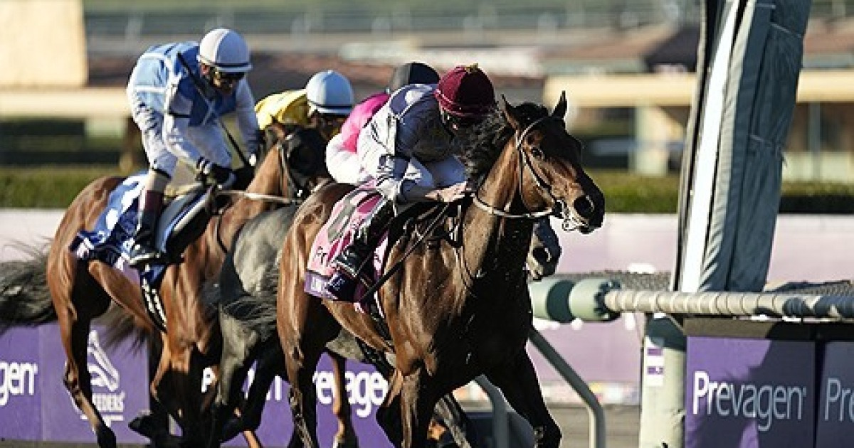 Breeders Cup Juvenile Turf Horse Racing