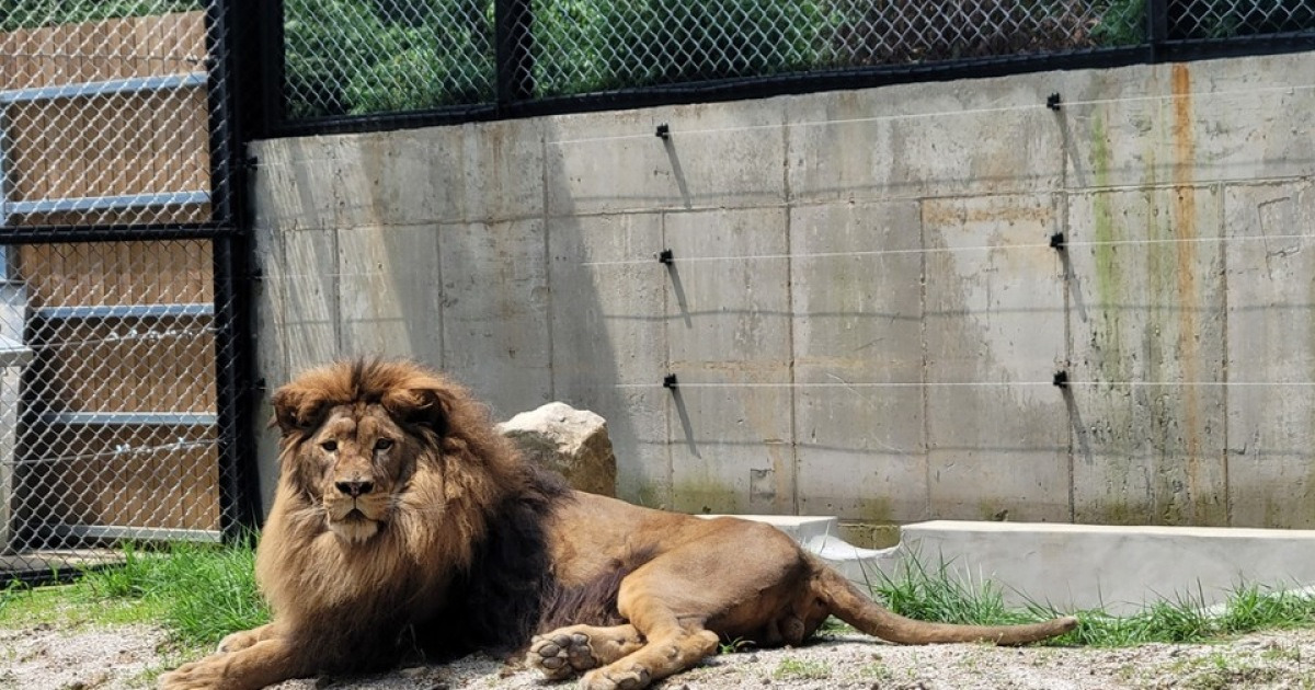 Requirements for zoo licenses set to be toughened