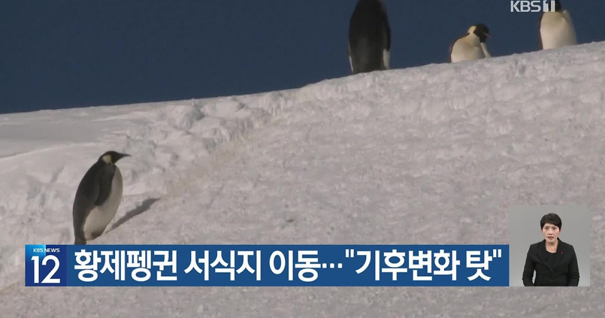 [기후는 말한다] 황제펭귄 서식지 이동…