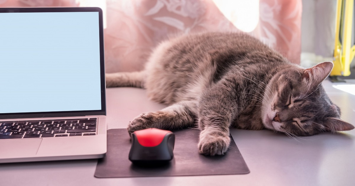 Cat 'butlers': Why more Koreans are cat-ering to feline friends