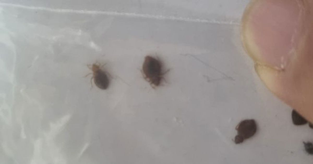 '청정지역' 제주서 빈대 발견됐다…긴급 방역조치