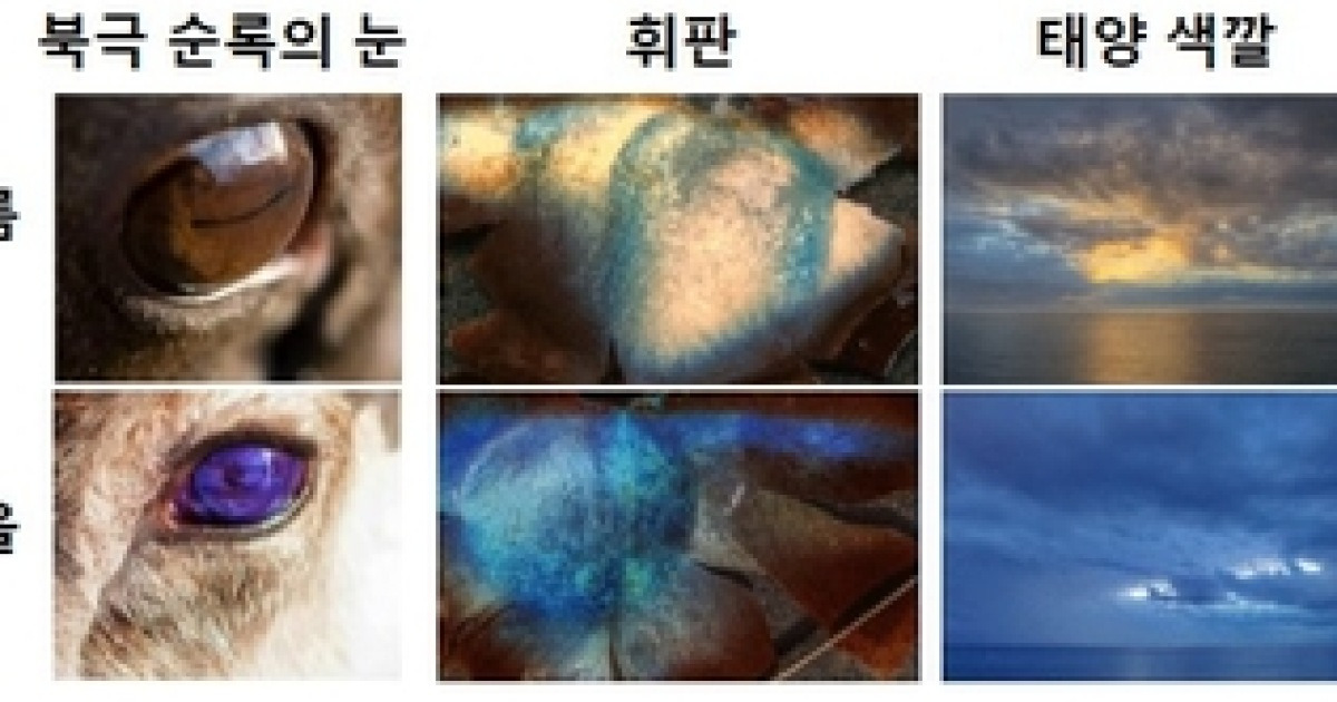 GIST, '색상 왜곡 없는' 북극 순록 눈 본뜬 나노 광필터 개발