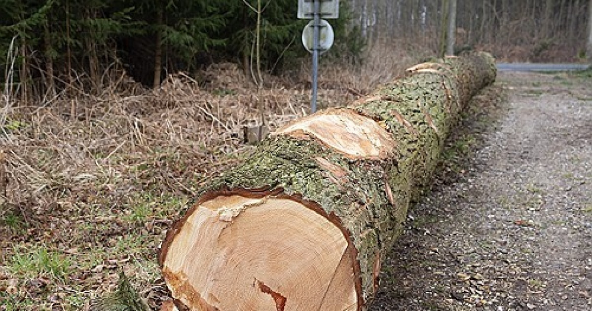 Denmark Fallen Tree