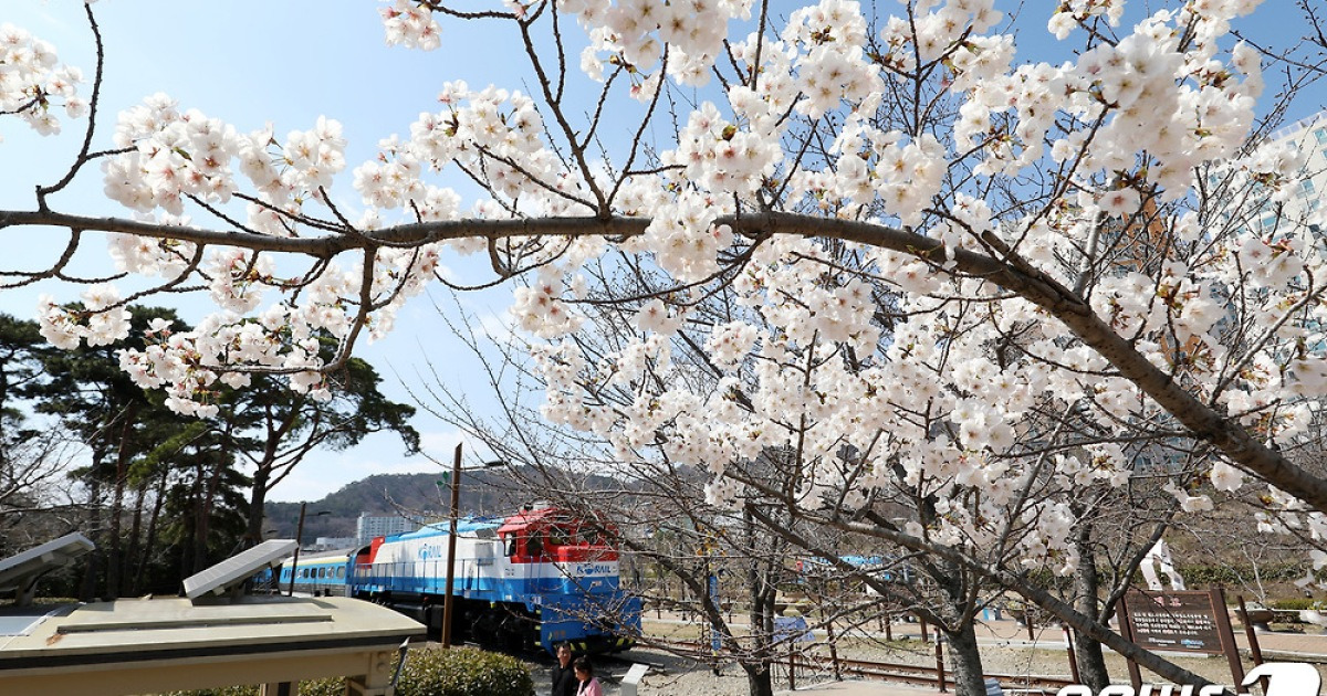 '36만 그루 벚꽃 향연' 진해군항제 오늘 개막…4월1일까지 행사 다채