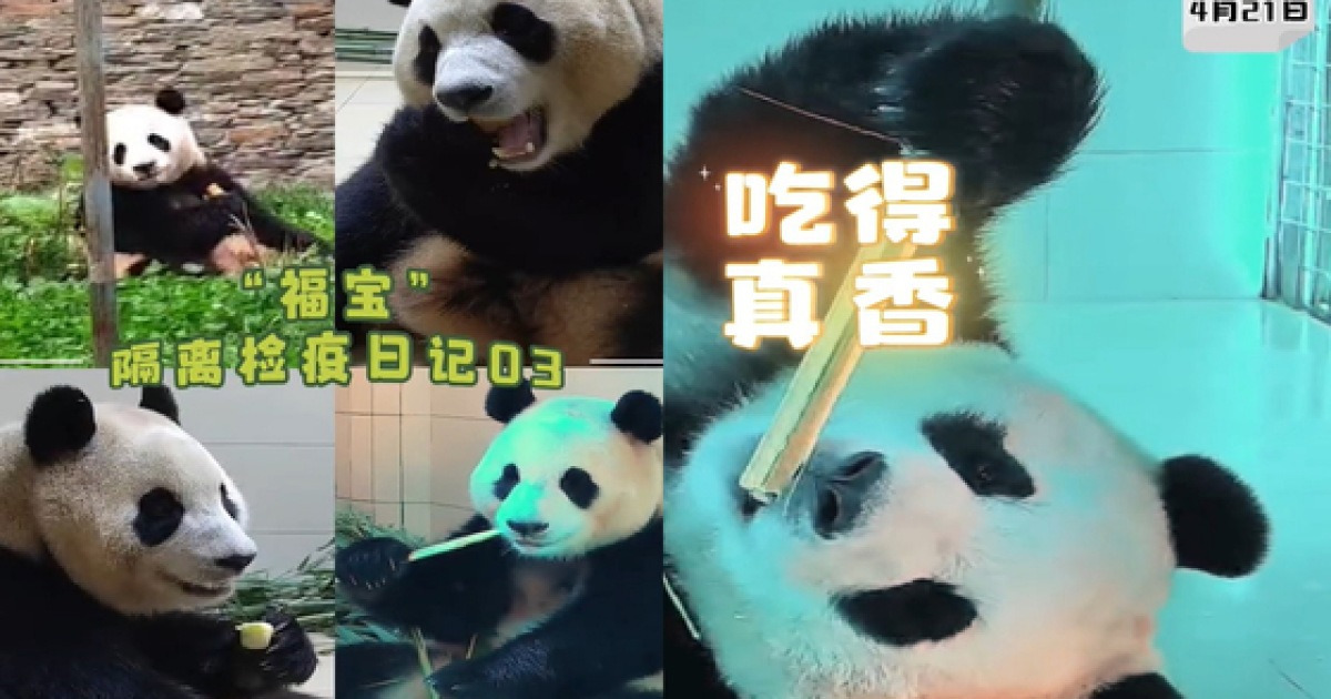 panda-mic-quarantine-fu-bao-embarks-on-bamboo-binge-in-new-video