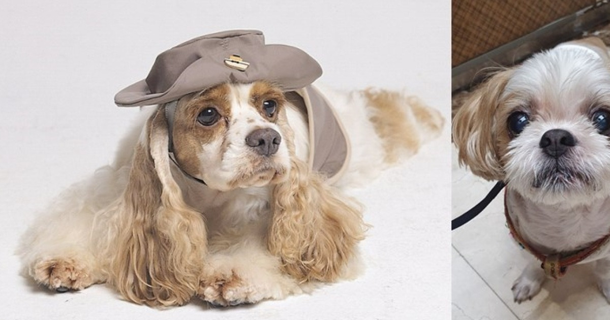 behind-the-making-and-marketing-of-trendy-dog-breeds