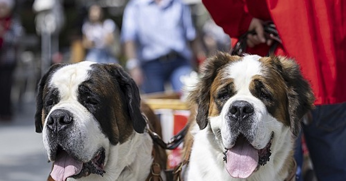 Switzerland Saint-Bernard Dogs Parade