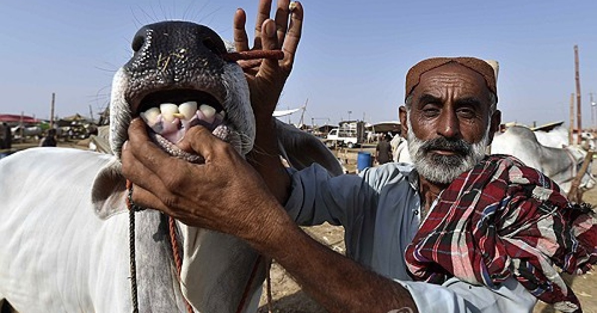 PAKISTAN ISLAM BELIEF EID AL ADHA