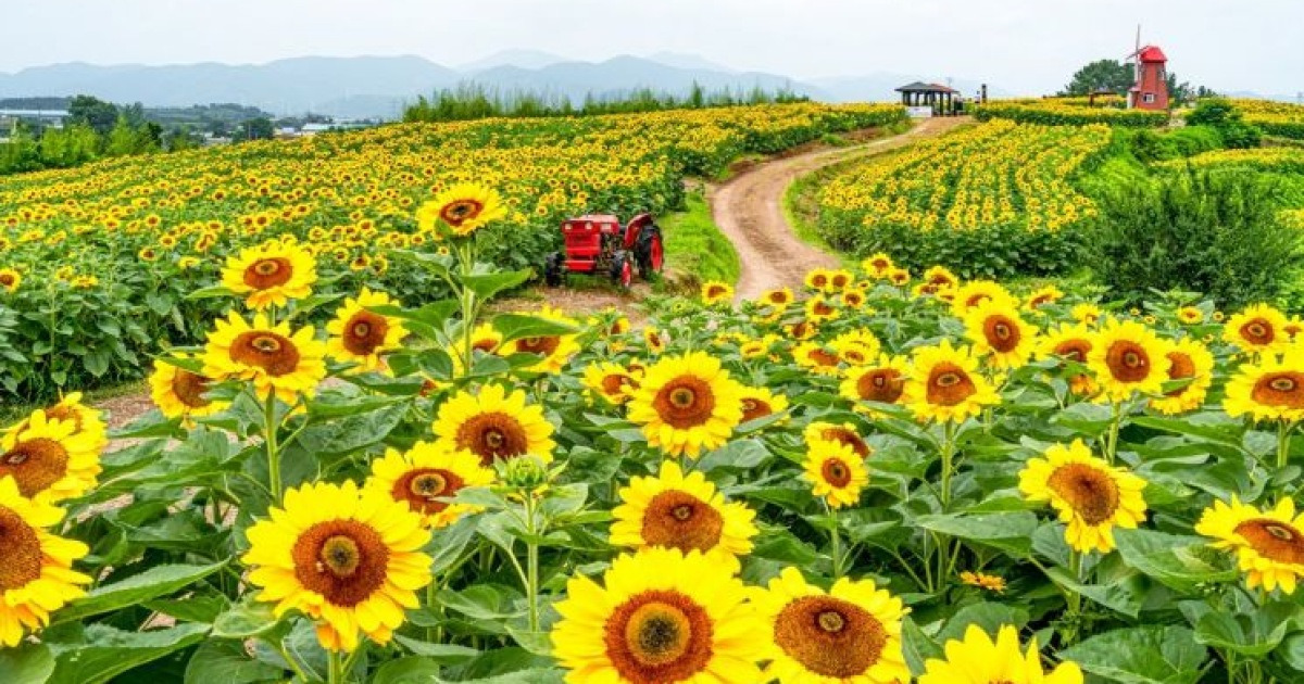 함안군, ‘제12회 강주해바라기 축제’ 조기 개최