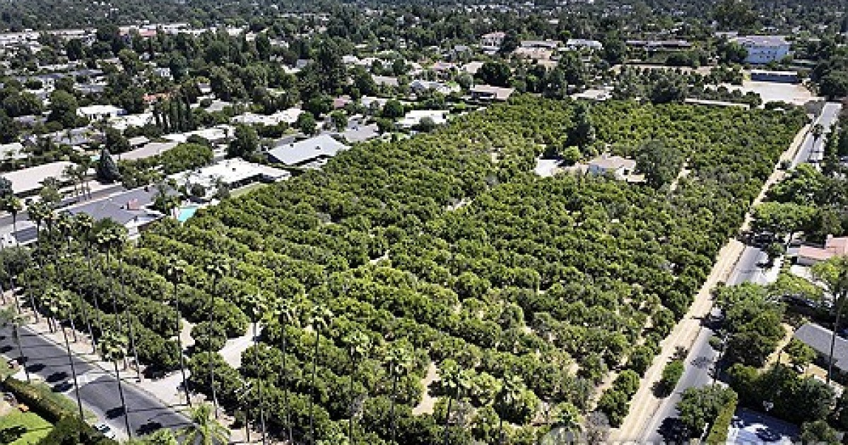 Southern California-Orange Grove
