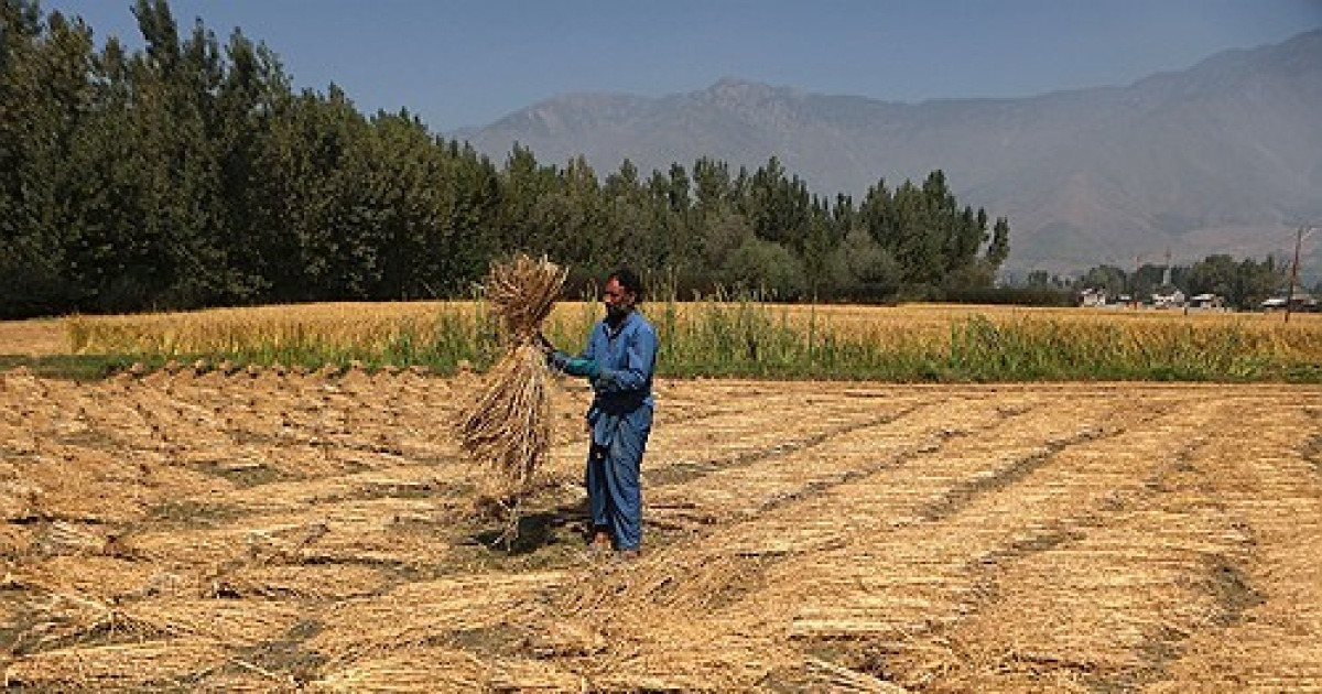INDIA KASHMIR RICE HARVEST