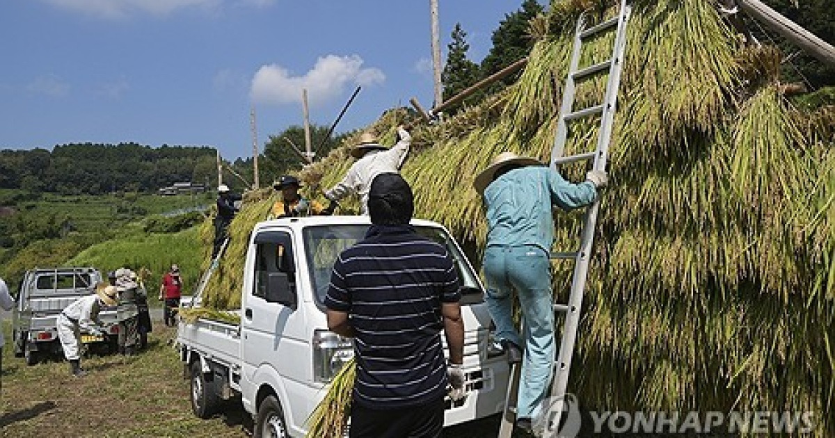 Japan Rice Farmers Climate Change
