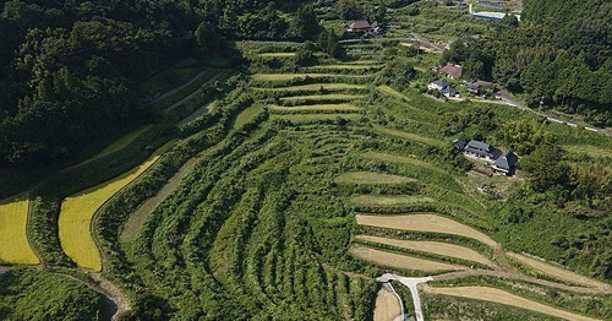 Japan Rice Farmers Climate Change