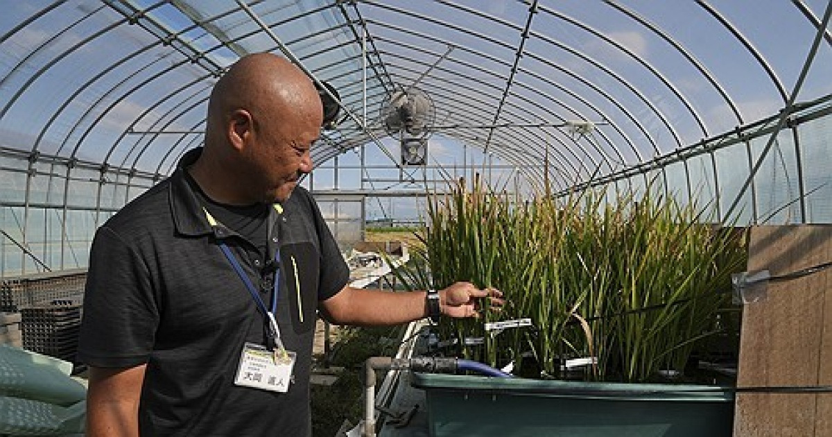 Japan Rice Farmers Climate Change