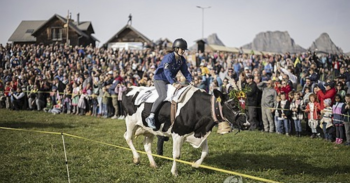 Switzerland Cow Race