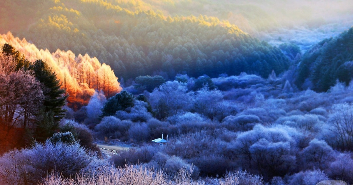 서리 내린 비밀의 정원
