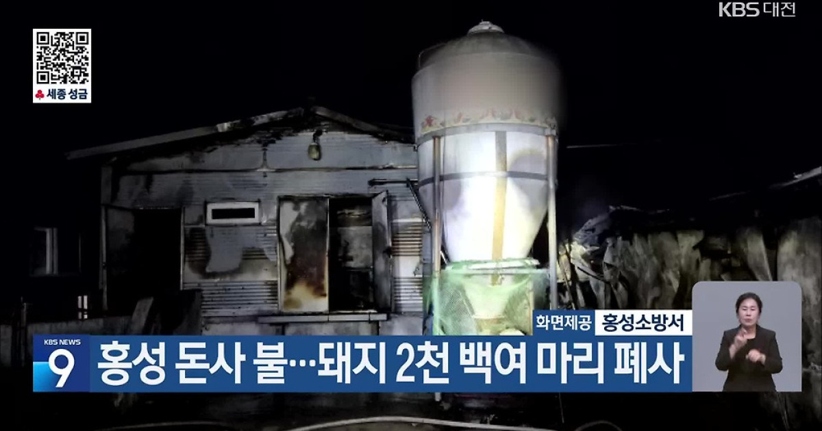 홍성 돈사 불…돼지 2천 백여 마리 폐사