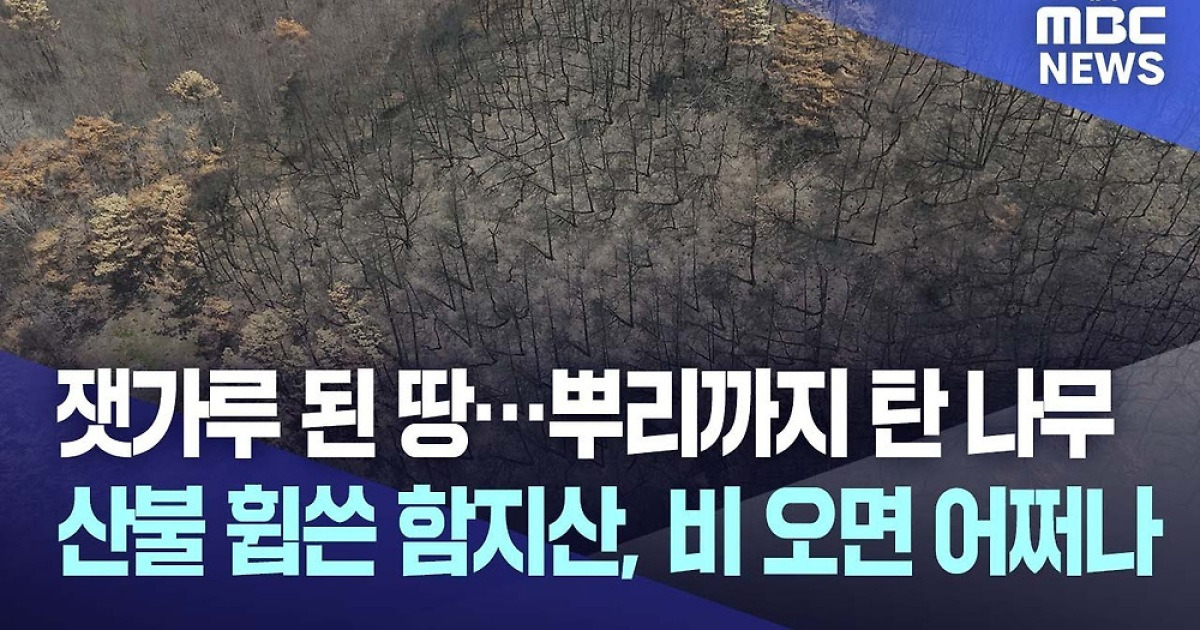 잿가루 된 땅, 뿌리까지 탄 나무···대구 함지산 산불 피해지 산사태 위험 9곳