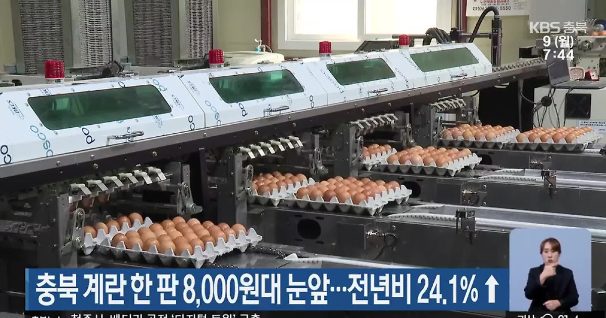 충북 계란 한 판 8000원대 눈앞…전년비 24.1%↑