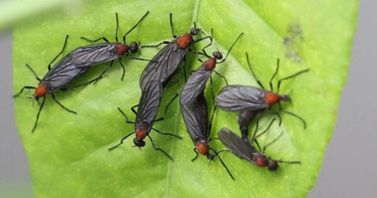 "러브버그 잡아먹는 XX"…천적 발견 희소식, 7월 중순 사라져