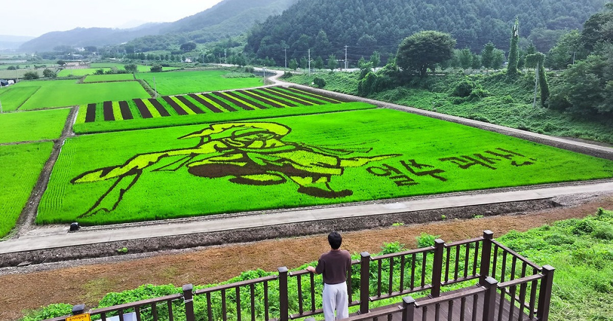 충북 괴산군 유색벼 논 그림, ‘한국의 미’ 선사한다