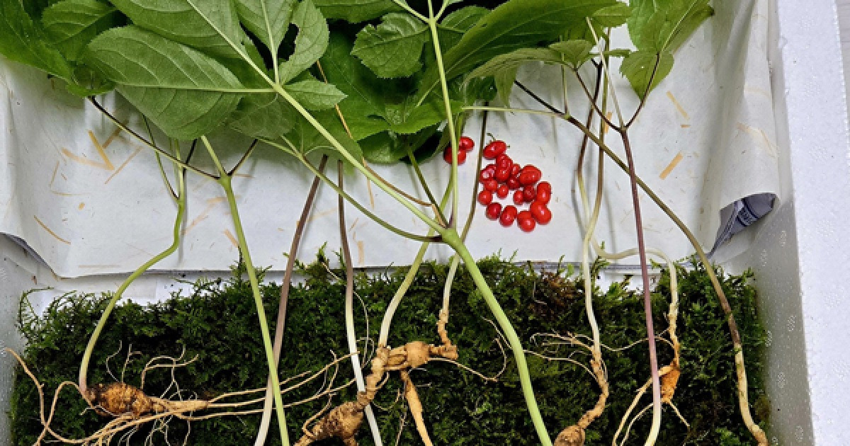 지리산 천종산삼 38뿌리 발견