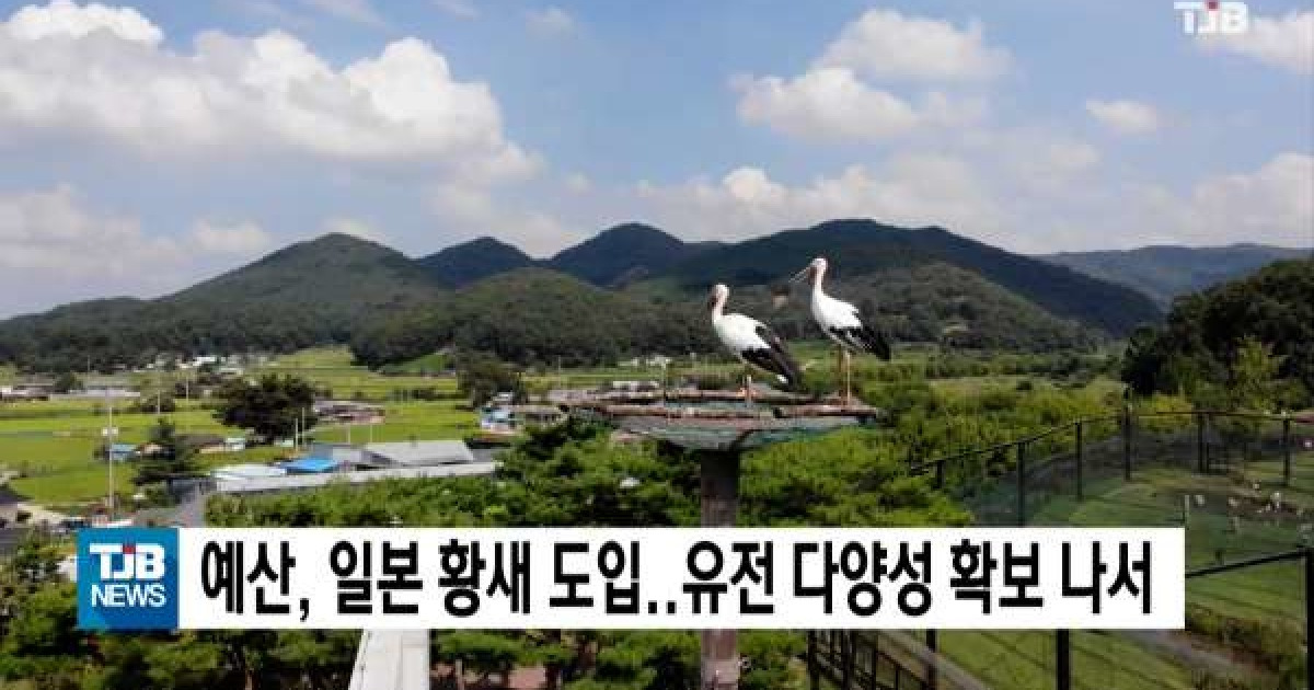 예산, 일본 황새 도입..유전 다양성 확보 나서