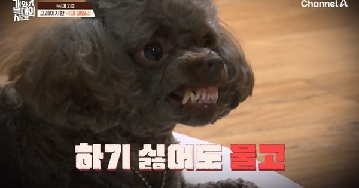 국가대표 가족도 개 입질에 쩔쩔 “자존심 상해 출연 망설여” (개늑시)[어제TV]