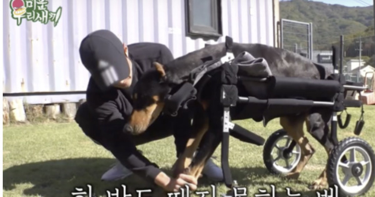 휠체어 끌며 버텼는데..배정남 반려견 벨, 청천벽력 비보 "심장마비"