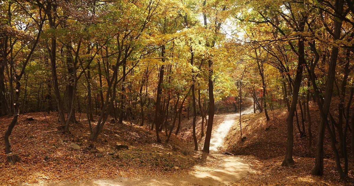 조선왕릉 숲길 9곳 내달까지 개방… 18~26일 능행 재현-왕릉음악회 열어