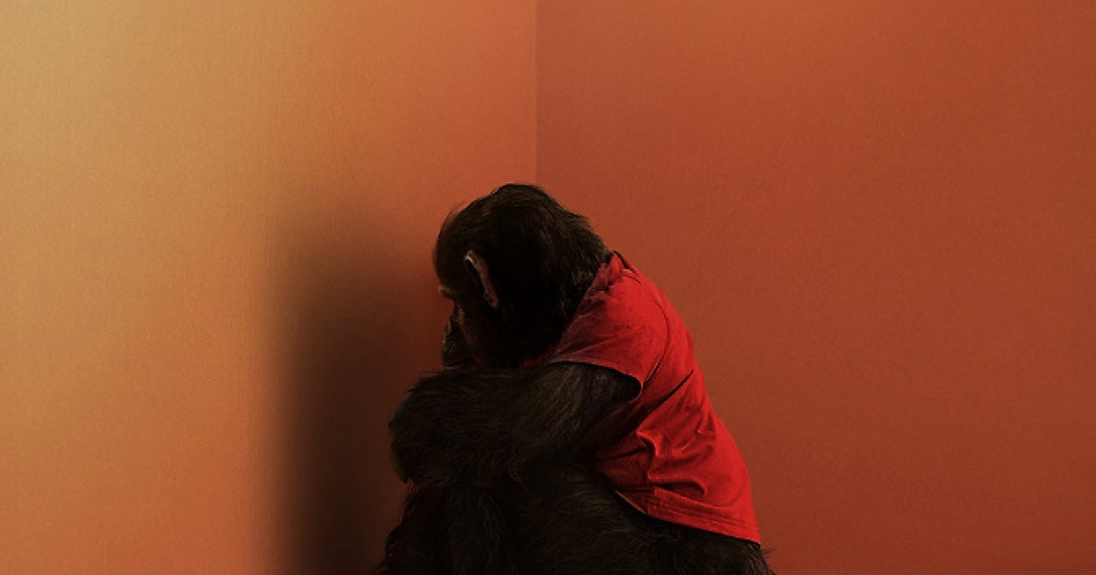 "벤이 어딘가 이상하다"…공포의 반려 침팬지 '프라이메이트' 1월 개봉